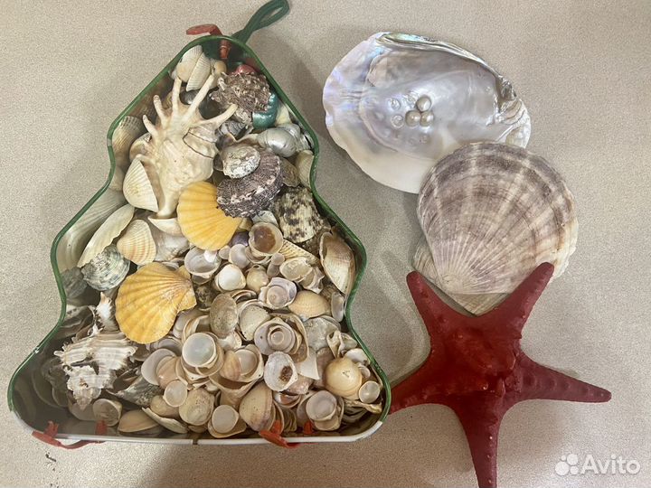 Морские ракушки