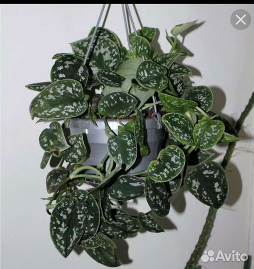 Сциндапсусы Пиктус и Сиамский, филодендрон Бразил