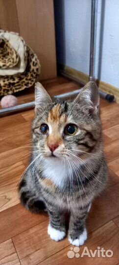 Кошка в добрые руки