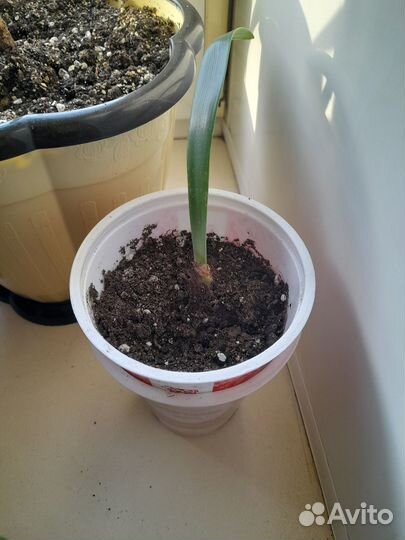 Продам комнатные цветы гиппеаструм