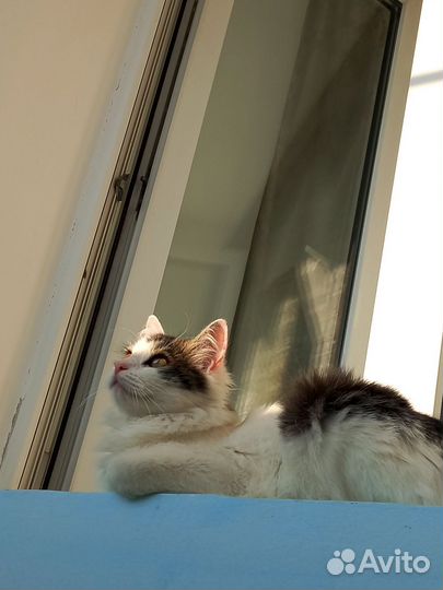 Кошка