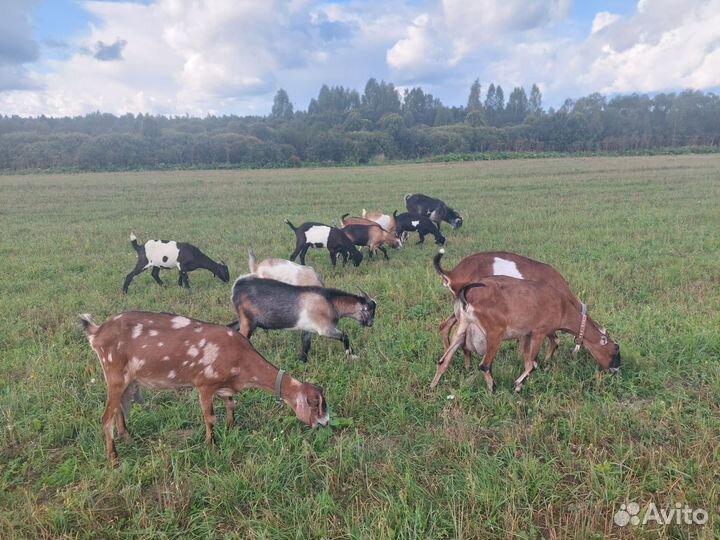 Козы, козлята