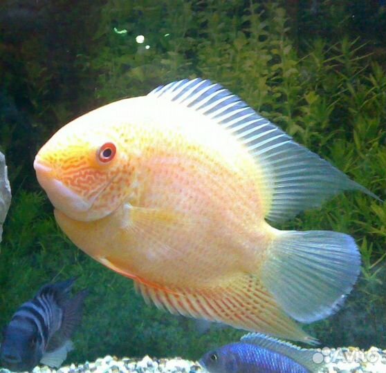 Рыба растения улитки декорации