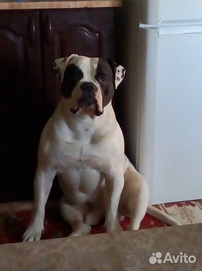 Вязка Американского бульдога