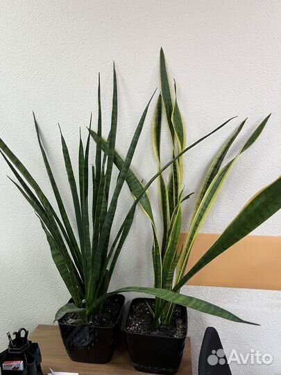 Офисные цветы