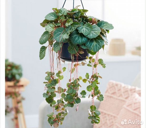 Камнеломка