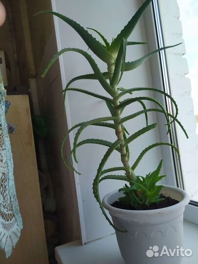 Алоэ вера лечебный из Аравийского острова