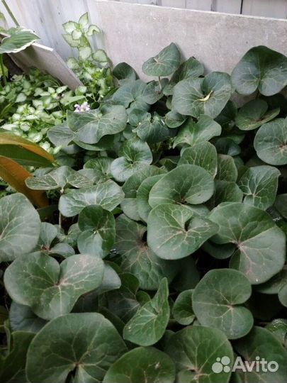 Декоративные растения для сада