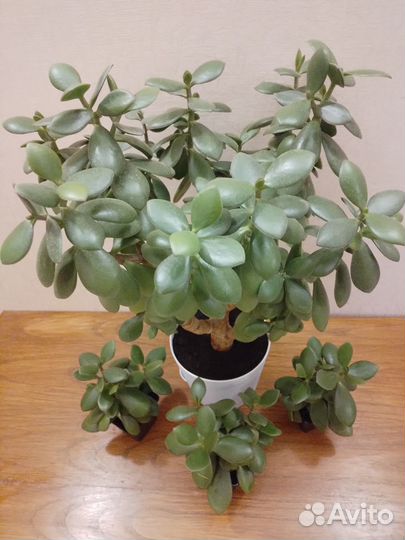 Денежное дерево