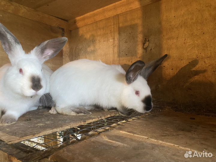 Кролики «Калифорния»