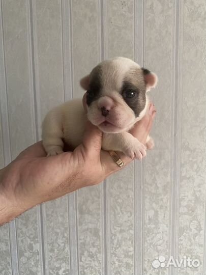 Фрацузские мини булочки