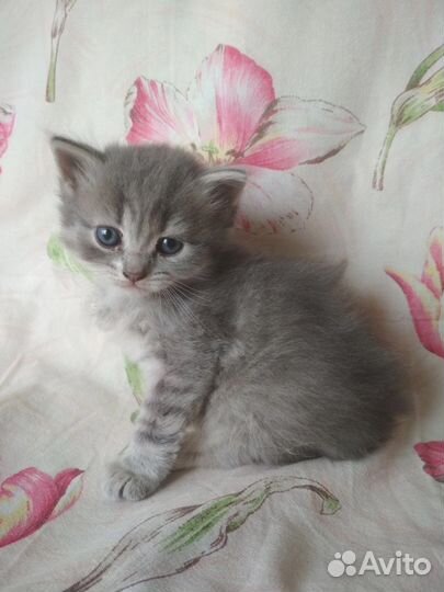 Котята в добрые руки, мальчики