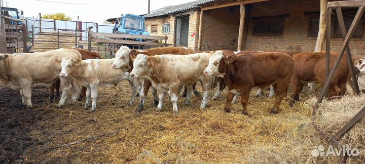 Бычки и быки