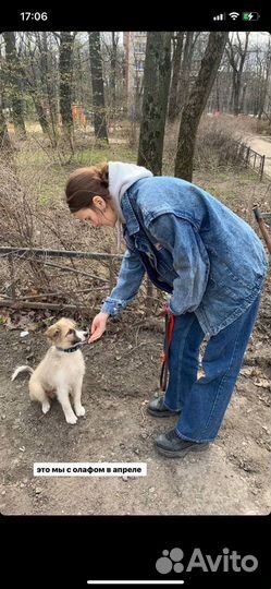 Передержка домашних животных