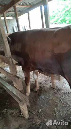 Продаётся два бычка за обоих 300т