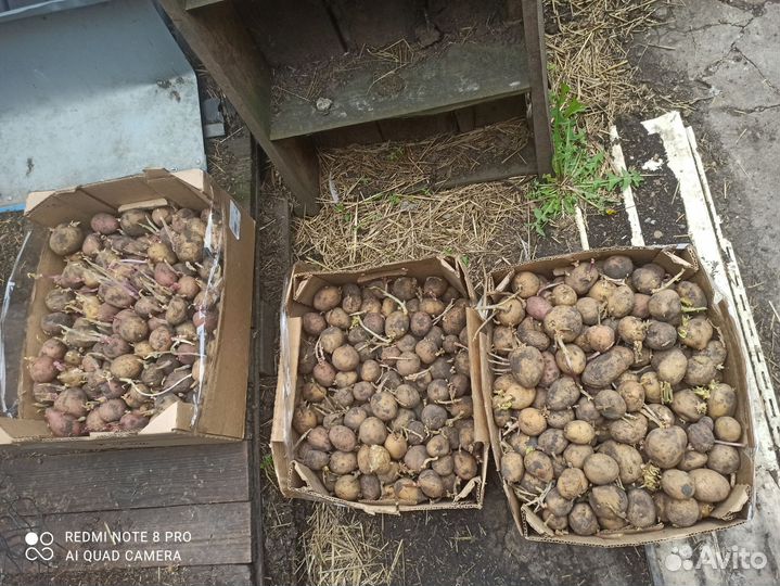 Семенной картофель