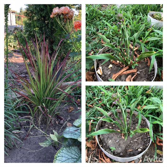 Цветы для сада