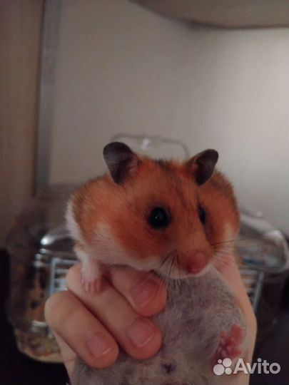 Продам сирийских хомяков