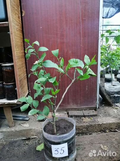 Лимонное дерево