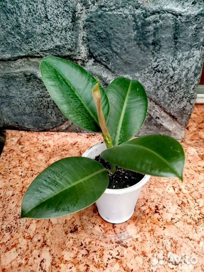 Фикус каучуконосный