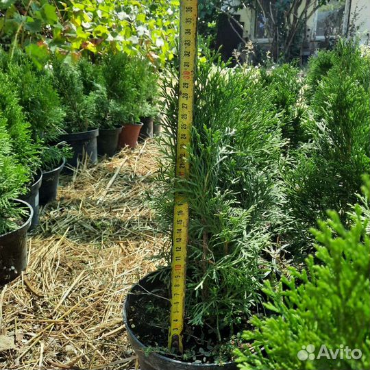 Туя западная Смарагд (Smaragd)