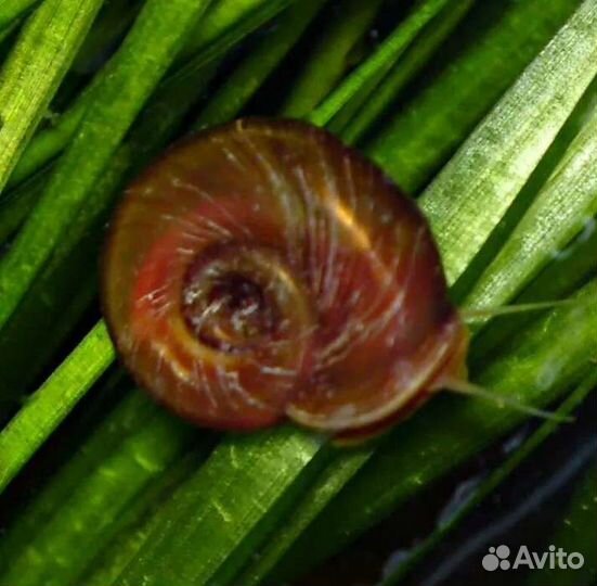 Катушка коричневая Аквариумные улитки в магазине