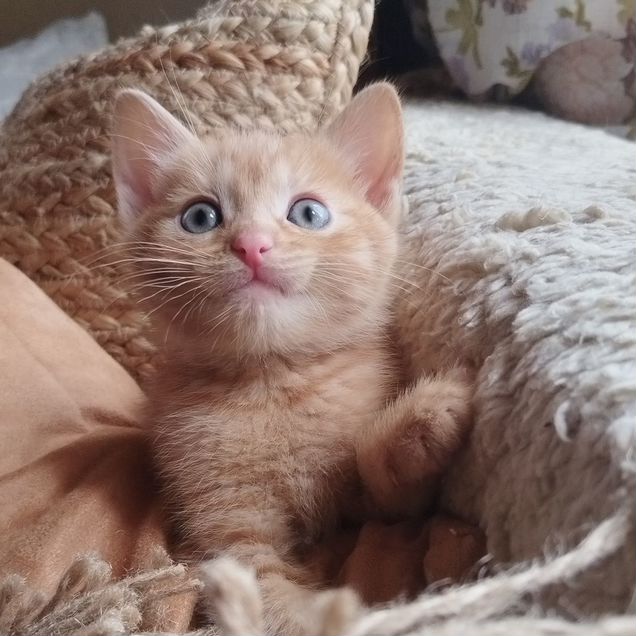 Котёнок в добрые руки