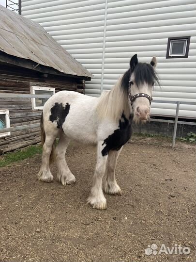 Лошадь тинкер