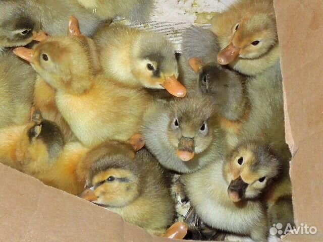 Cуточные муларды, индюшата и утята