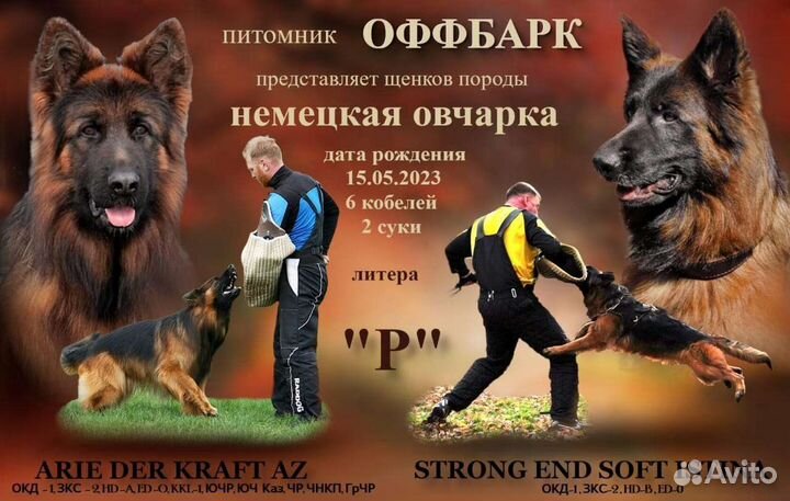 Немецкая овчарка длинношерстная