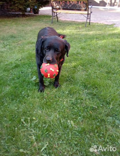 Передержка собак в частном доме