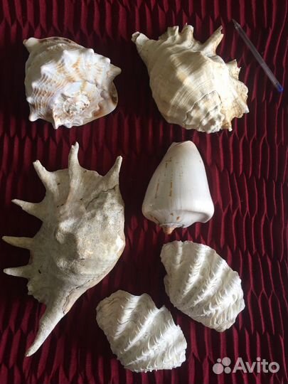 Большая морская раковина