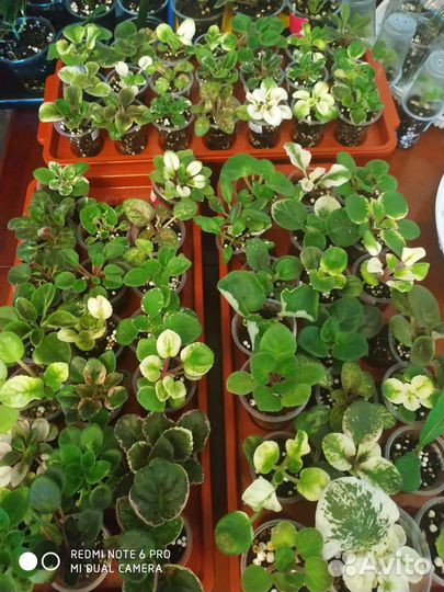 Фиалки детки