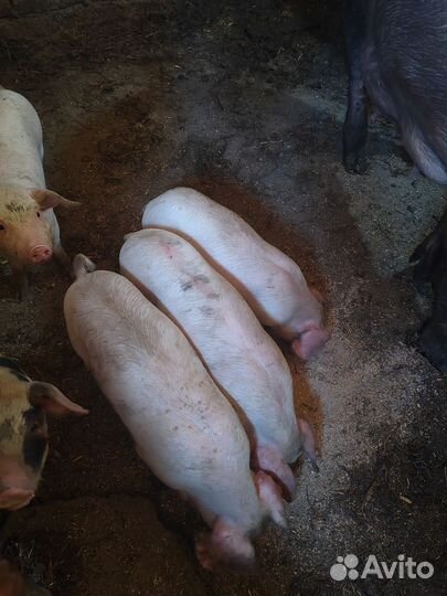 Поросята ландрас дюрок