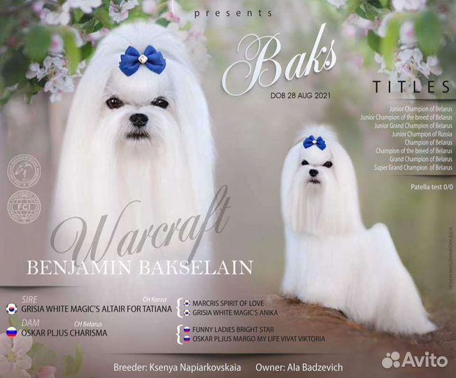 Щенки мальтезе мини