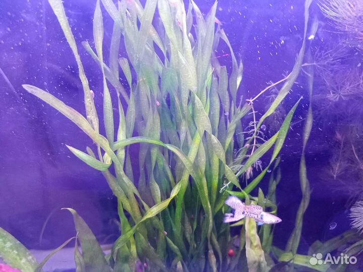Аквариумные рыбки и растения в Москве