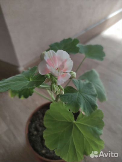 Пеларгония герань