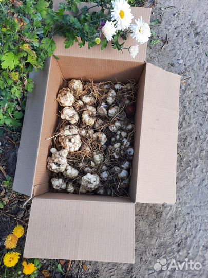 Лилии луковицы