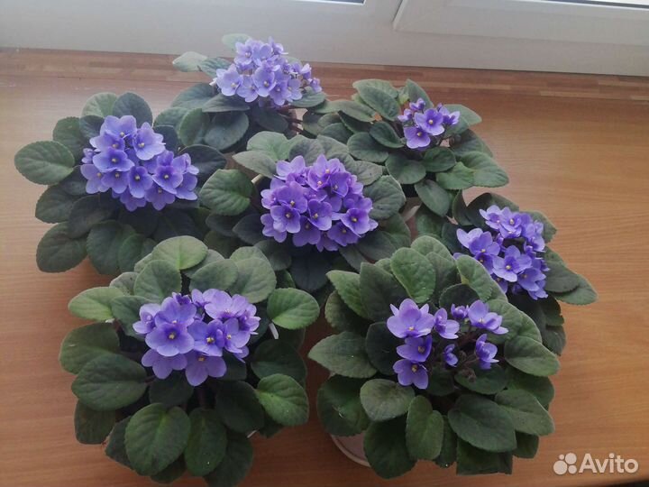 Фиалки цветущие в горшках