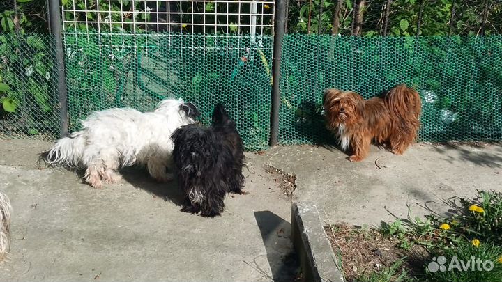 Передержка животных