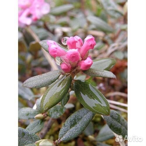 Сагаан Дайля