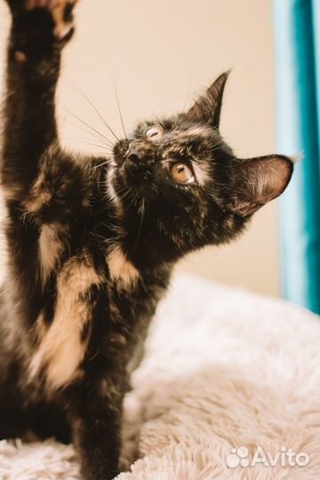 Котенок Йоко