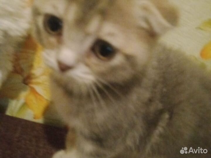 Кошки Британец вислоухий