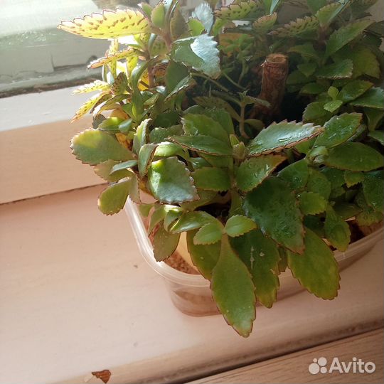 Различные зелёные полезные растения