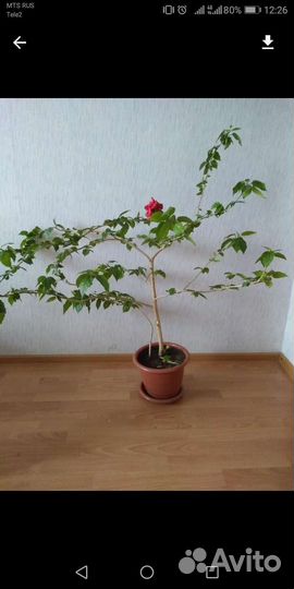 Молочай,Роза