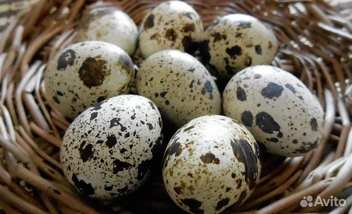 Упаковщик яиц работа в Перми