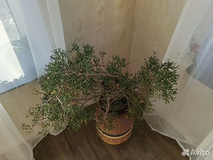 Хатиора - интерьерное растение