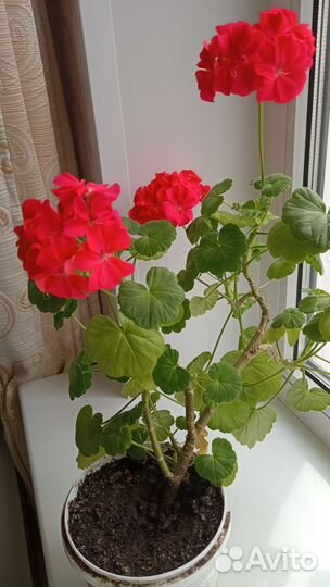 Герань алая