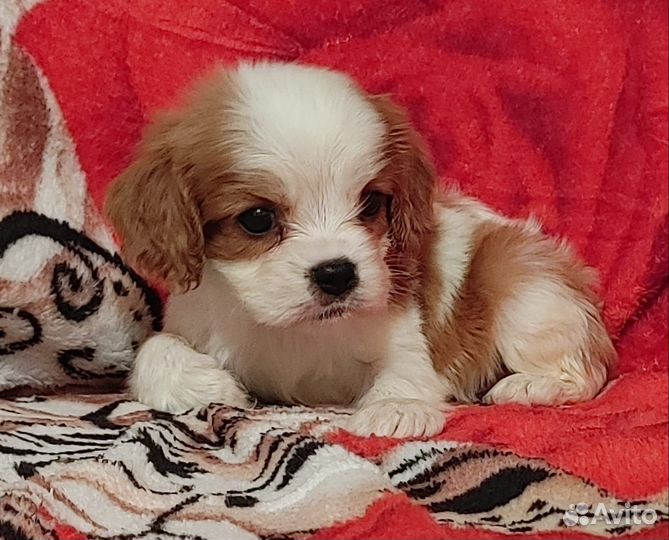 Кавалер Кинг Чарльз спаниель щеночки