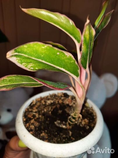 Аглаонема Крит